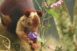 Wiewióra dekańska - Indian giant squirrel