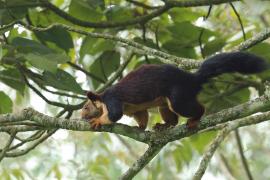 Wiewióra dekańska - Indian giant squirrel
