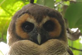 Puszczyk brunatny - Brown Wood Owl