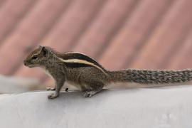 Pasecznik trójpręgi - Jungle palm squirrel