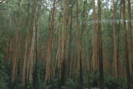 Okolice Mudumalai