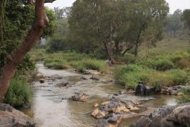 Okolice Mudumalai