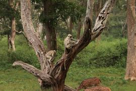 Hulman czarnołapy - Black-footed gray langur
