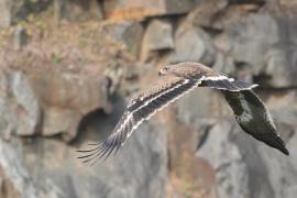 Orzeł stepowy - Steppe Eagle