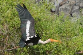 Dławigad indyjski - Painted Stork