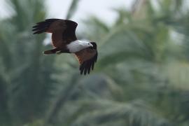 Kania braminska - Brahminy Kite
