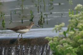 Samotnik - Green Sandpiper