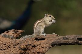 Pasecznik trójpręgi - Jungle palm squirrel