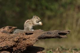 Pasecznik trójpręgi - Jungle palm squirrel