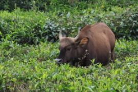 Gaur indyjski - Bos gaurus - Gaur