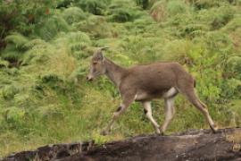 Nilgiritar leśny - Nilgiritragus hylocrius - Nilgiri tahr 