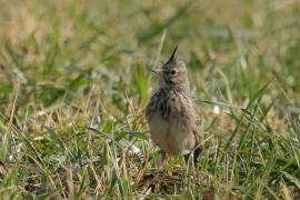 Skowronek - Eurasian Skylark