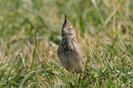 Skowronek - Eurasian Skylark