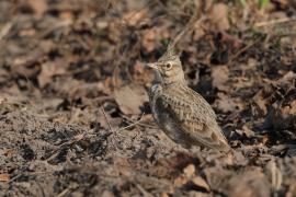 Skowronek - Eurasian Skylark
