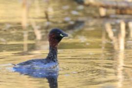 Perkozek - Tachybaptus ruficolis - Little Grebe