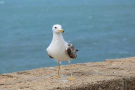 Mewa romańska - Yellow-legged Gull