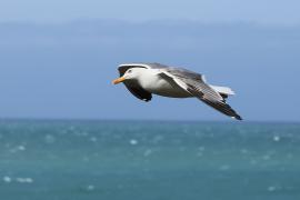 Mewa romańska - Yellow-legged Gull