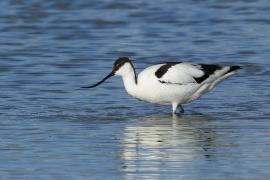 Szablodziób - Pied Avocet