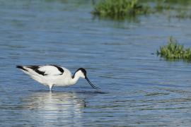 Szablodziób - Pied Avocet