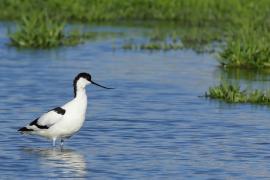 Szablodziób - Pied Avocet
