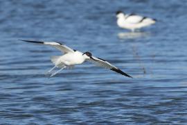 Szablodziób - Pied Avocet