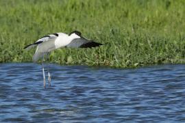 Szablodziób - Pied Avocet