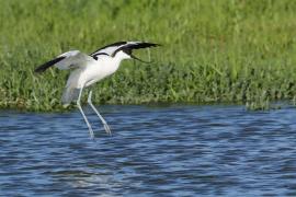 Szablodziób - Pied Avocet
