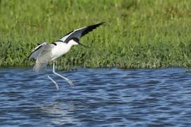 Szablodziób - Pied Avocet
