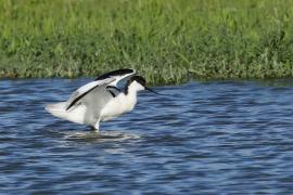 Szablodziób - Pied Avocet