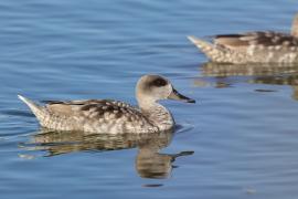 Marmurka - Marbled Teal