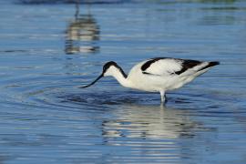 Szablodziób - Pied Avocet