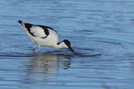 Szablodziób - Pied Avocet