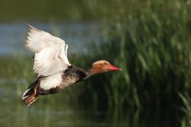 Hełmiatka - Red-crested Pochard