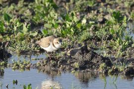 Sieweczka morska - Kentish Plover