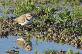 Sieweczka morska - Kentish Plover