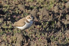 Sieweczka morska - Kentish Plover