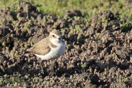 Sieweczka morska - Kentish Plover