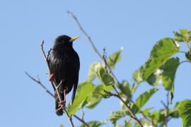 Szpak jednobarwny - Spotless Starling