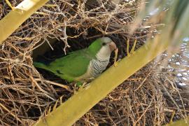 Mnicha - Monk Parakeet