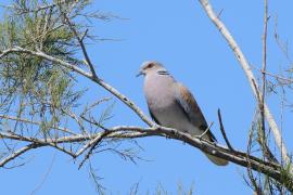 Turkawka - European Turtle Dove