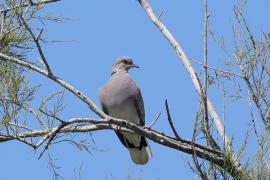 Turkawka - European Turtle Dove