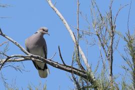 Turkawka - European Turtle Dove