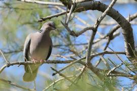 Turkawka - European Turtle Dove