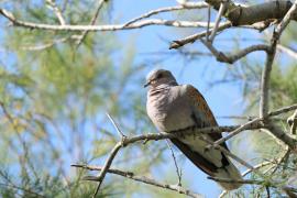 Turkawka - European Turtle Dove