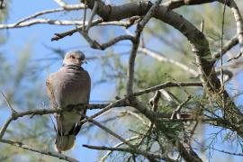 Turkawka - European Turtle Dove