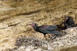 Ibis grzywiasty - Geronticus eremita - Waldrapp