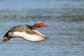 Hełmiatka - Netta rufina - Red-crested Pochard