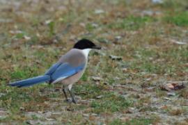 Sójka błękitna - Cyanopica cyanus - Azure-winged Magpie