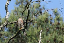 Krogulec - Eurasian Sparrowhawk