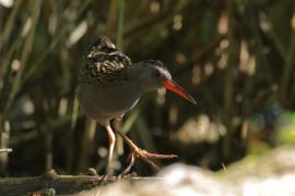 Wodnik - Water Rail